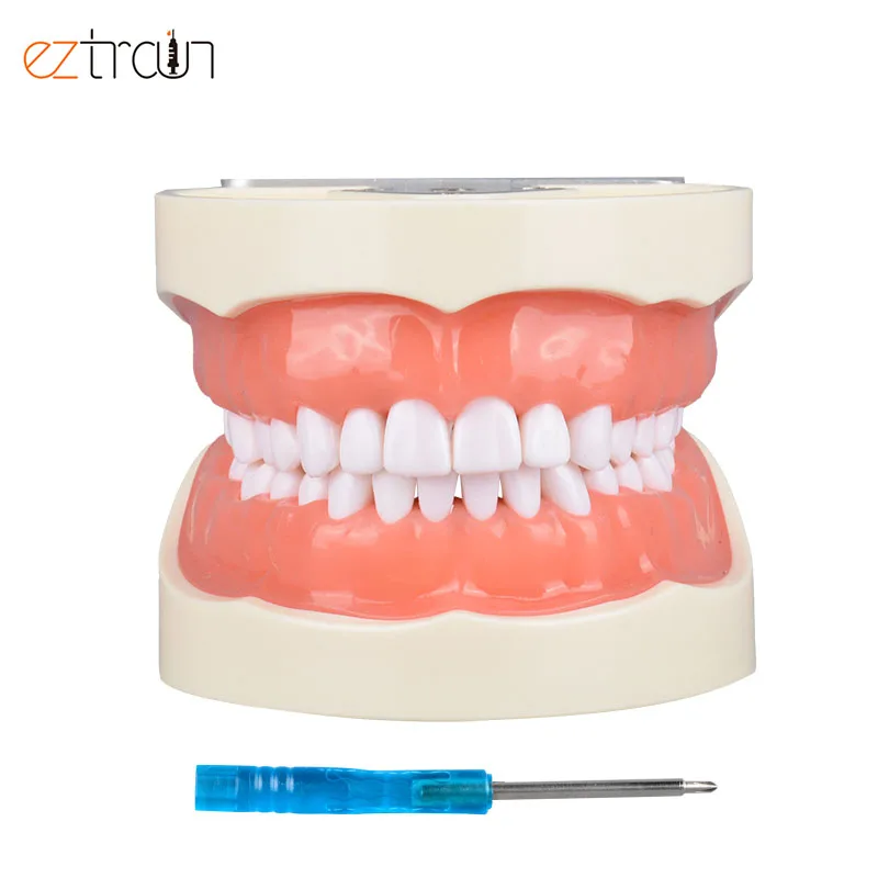 Oral Students Preparation Dental Model 32 Teeth Preparation Dental Model