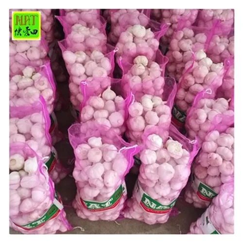 fresh garlic wholesale for export hot sale 5.5 cm 2024 new crop garlic with GLOBAL GAP & GAP & ISO9001