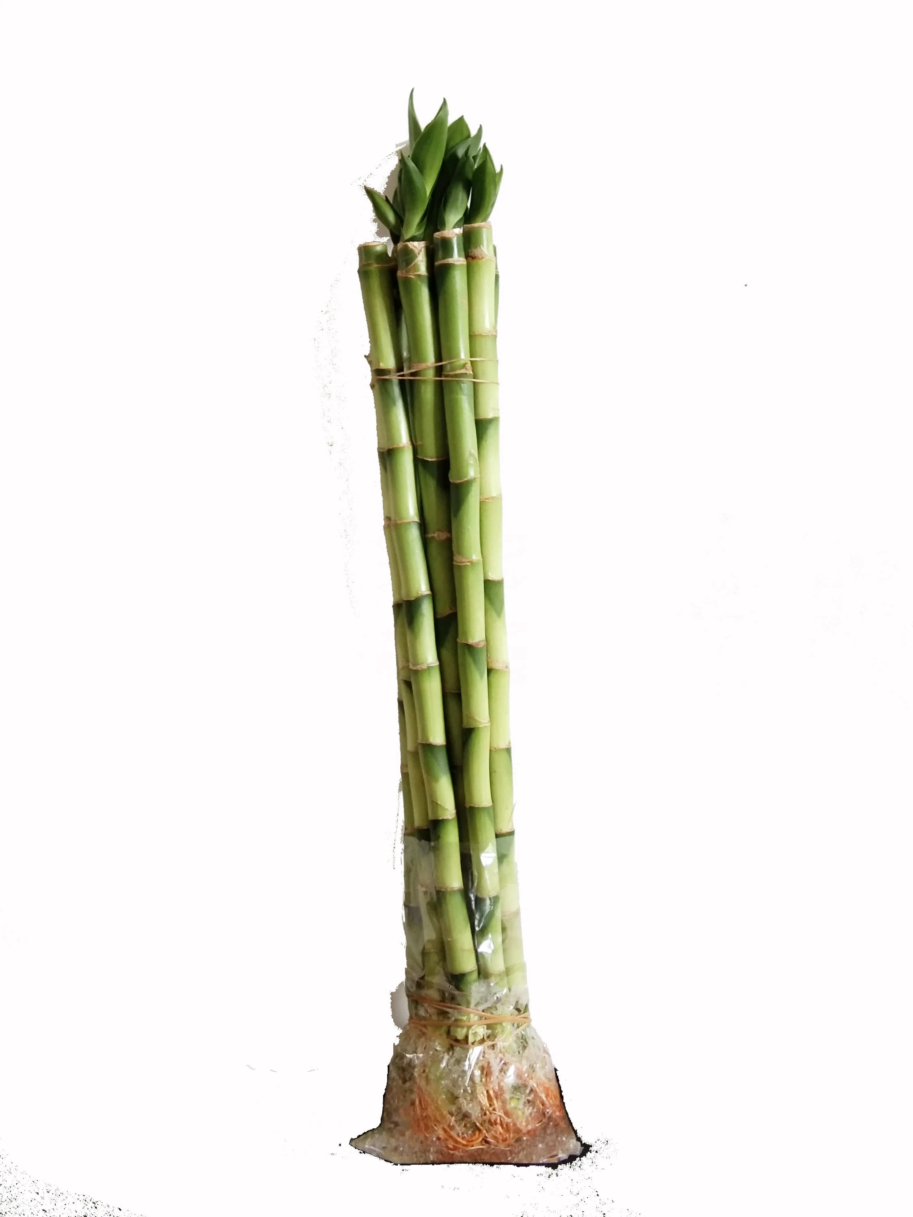 
Green straight lucky bamboo plant with good quality Zhanjiang 