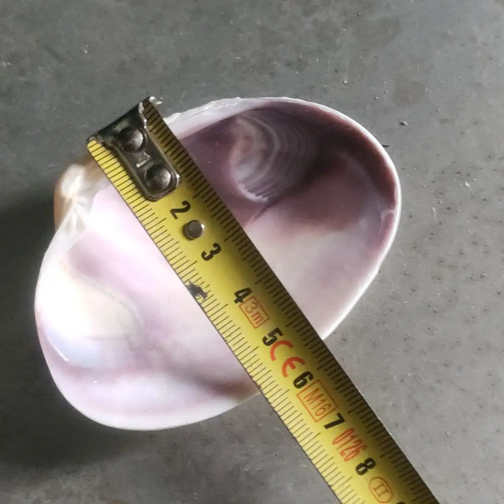 Manufacturer 6-8 cm Clean Empty Clam Shells On Sale