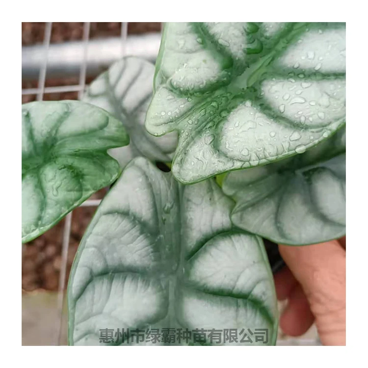 
 Китайский профессиональный производитель, натуральное растение, алоказия, серебро, драгун, бонсай  