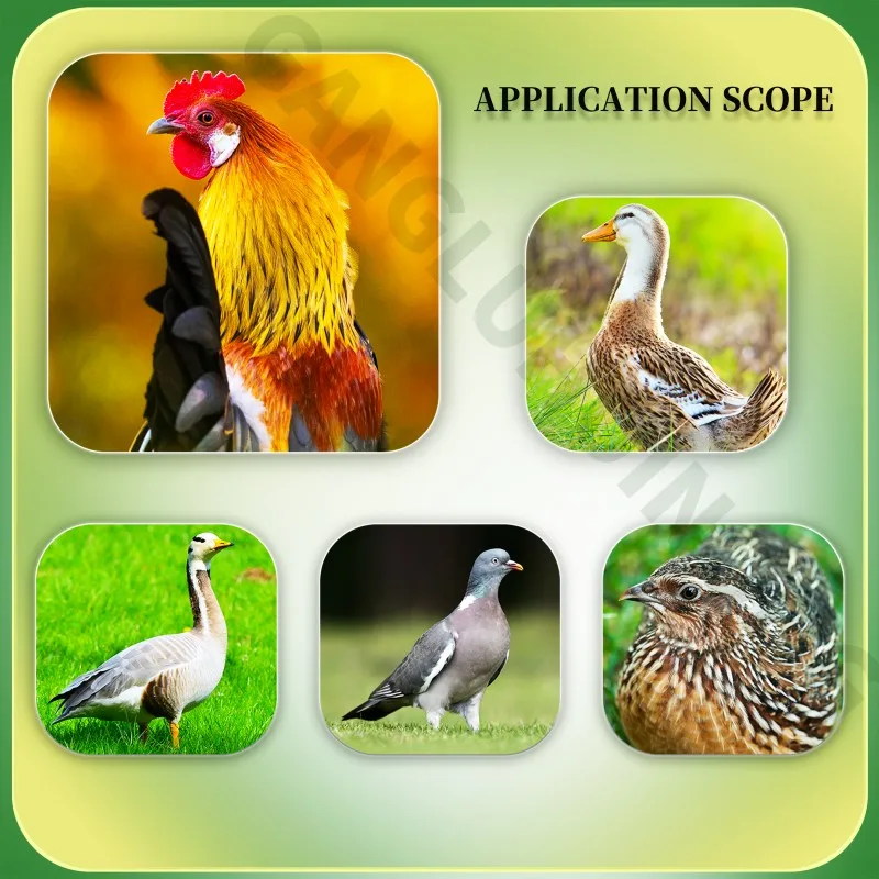 AC3E Vitamin Powder digestive enzymes supplements digestive health supplements increase animal growth