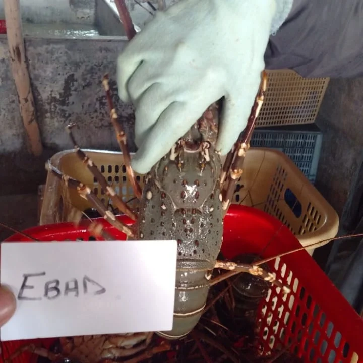 
live Bamboo and Rock Lobster 