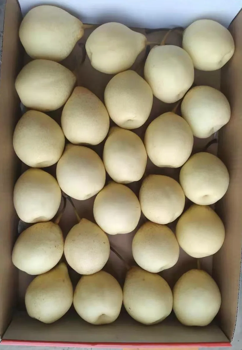 fresh pear new crop of china 2021 fresh Ya pear/ fresj Su pear /Golden pear