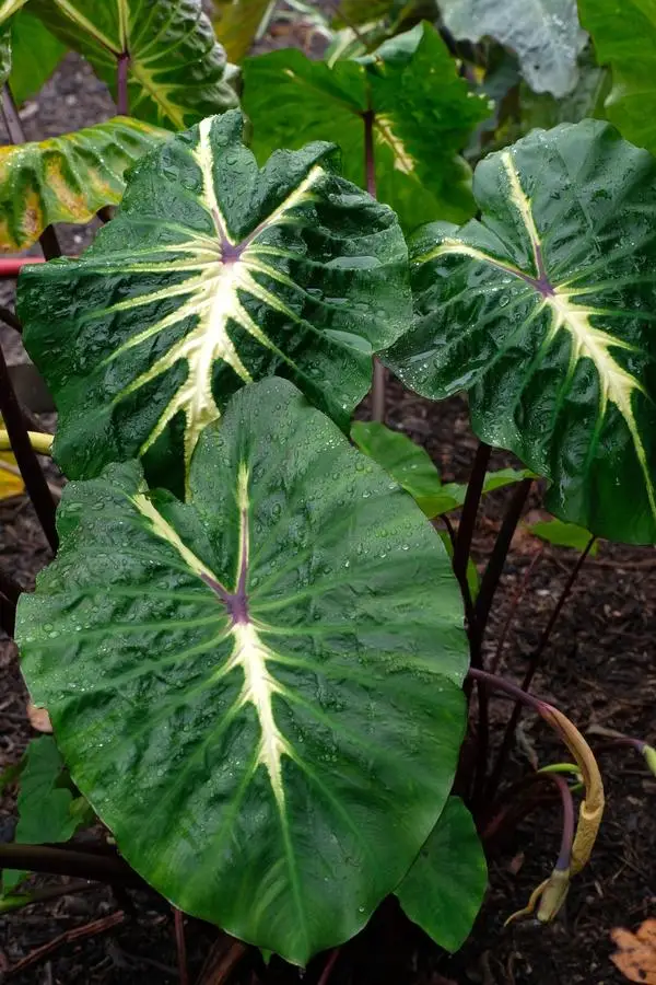 Real plants Indoor ornament Alocasia/Colocasia white lava plant of Indoor ornament  Supplier