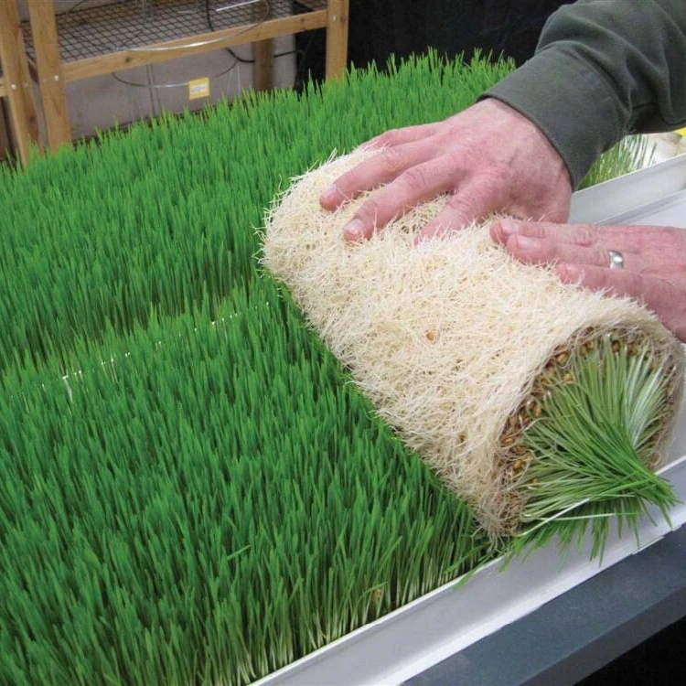 Hydroponics PVC Fodder Gutter Channel Tray 1000KG Sprouts Mung Bean Machine Grow Box Green Corn Machine  Growing Systems