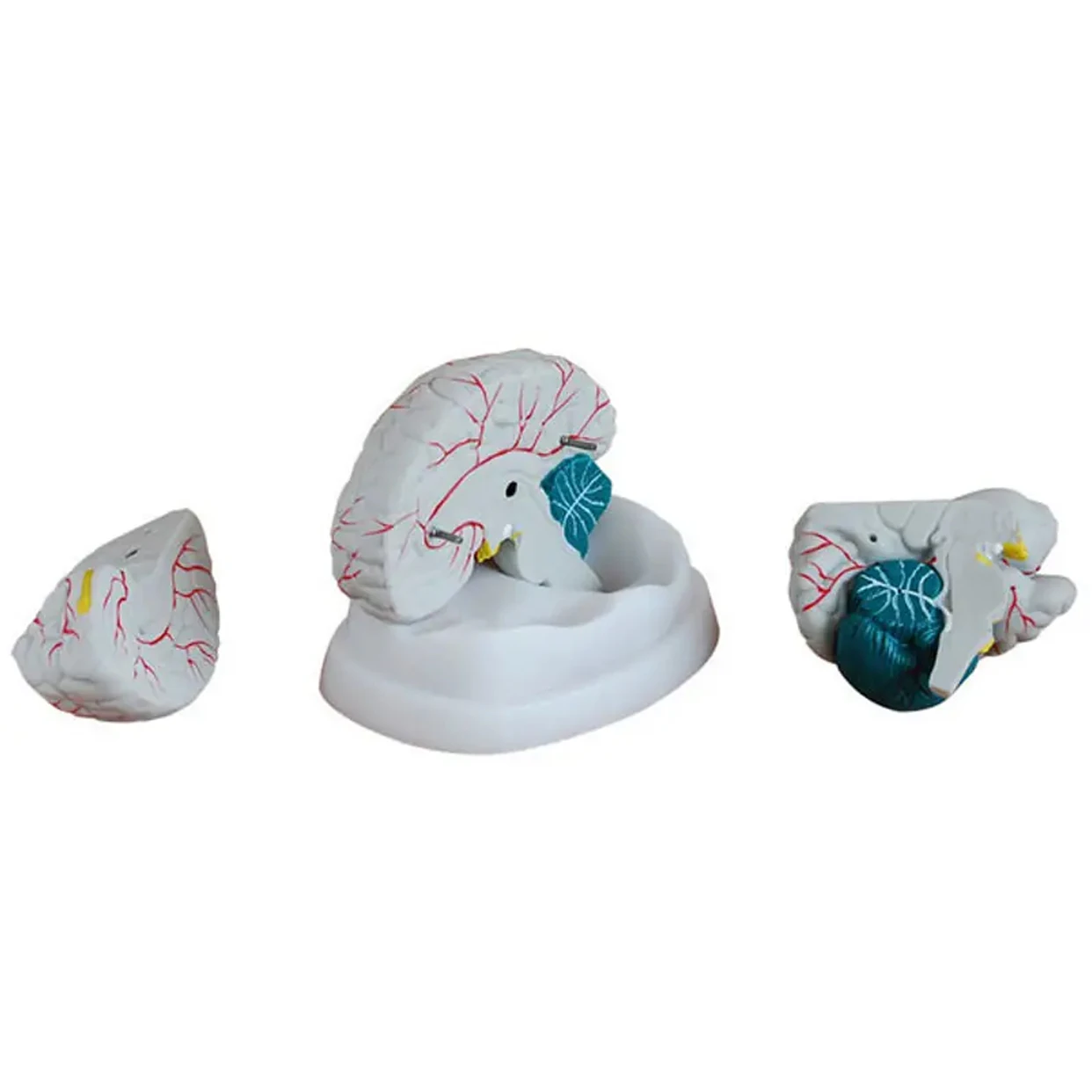 Factory High Quality and Best Price New Style Brain Anatomy Medical Models for Teaching Human Brain Anatomical Model