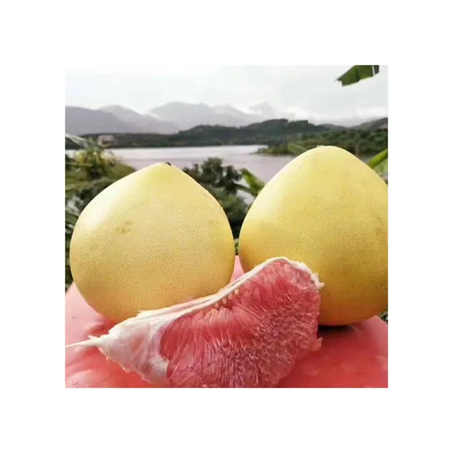 Fresh Fruit  Manufacturer Grapefruit Pomelo Healthy Grapefruit Best Quality Fresh Fruit Pomelo