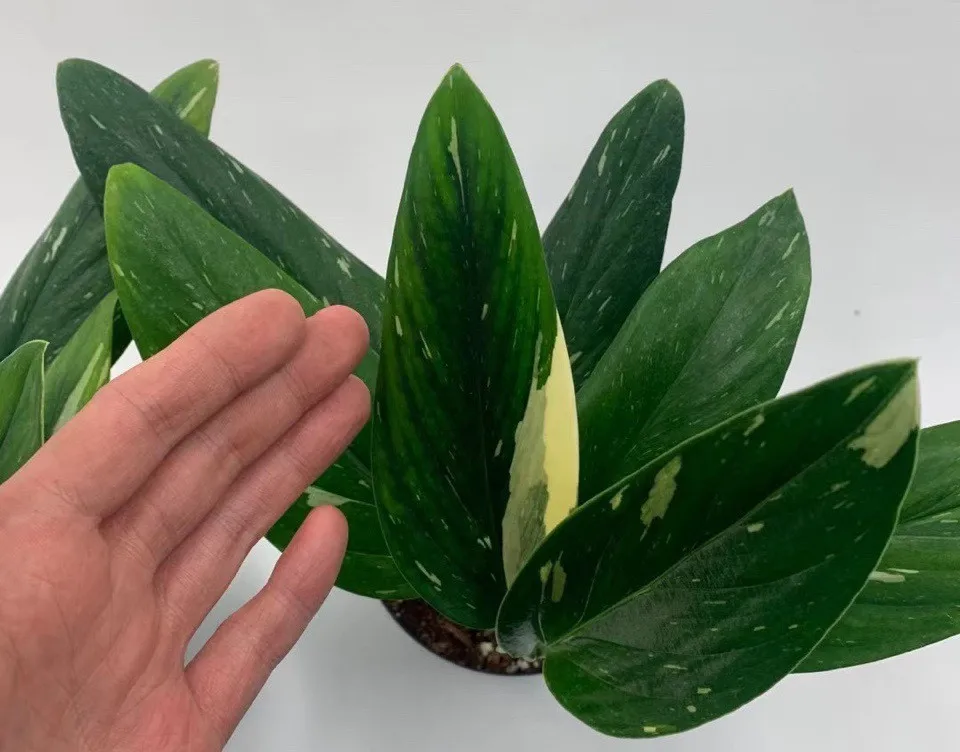  Оптовая продажа растение для гостиной Monstera