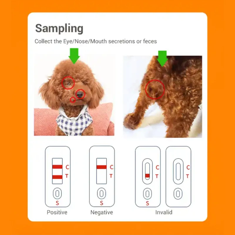 Wholesale Veterinary Diagnostic Pet Dog Canine Antigen Rapid Test Kit for Home Using