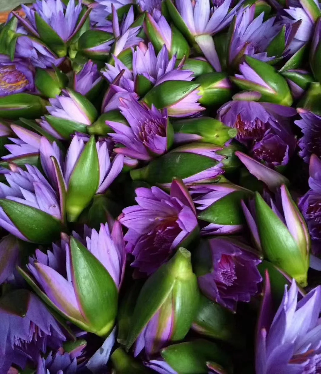 2023 Lan lian hua Best Brand High Quality dried nymphaea caerulea blue lotus