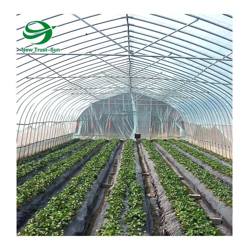 
Low Cost Agricultural Singlespan Plastic Film Tunnel Greenhouse 