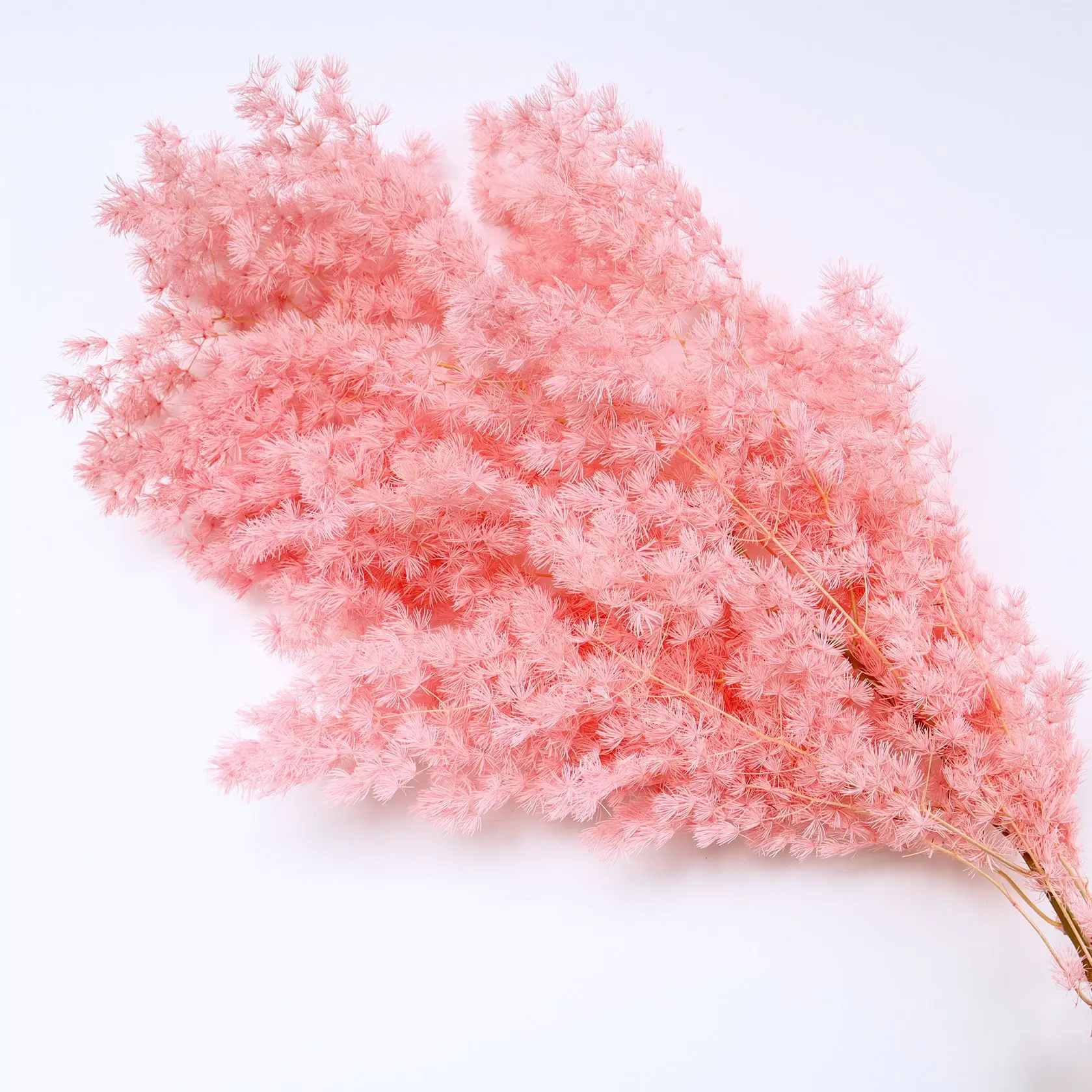 Dianfeng Factory  Preserved Flower Fresh Asparagus Fern/Ming Fern For Christmas Decoration