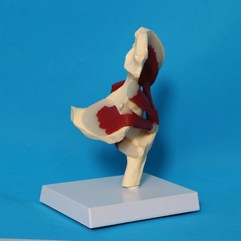Human Skeletal Anatomy Hip Joint Ligament Muscle Model
