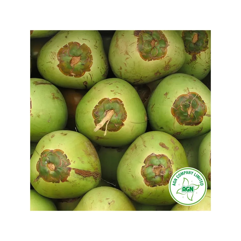 Wholesale Price Market Price of Coconut OEM/ODM Service From Viet Nam Manufacturer +84962246940