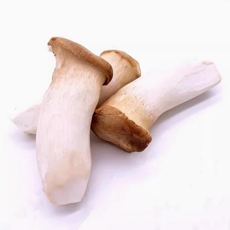 Wholesale price king oyster mushroom in store for mushroom buyers