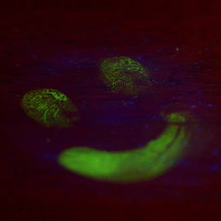 Invisible uv ink L850 for Epson