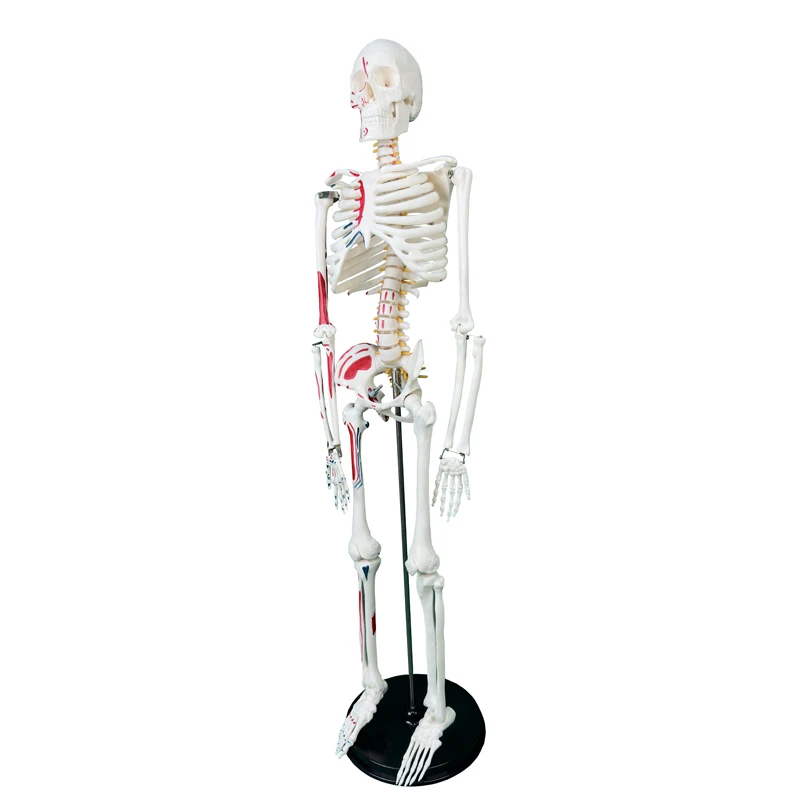 Anatomy Model High Quality 85CM Human Bone Skeleton With Neurovascular and Muscle Start End Points Teaching Resources