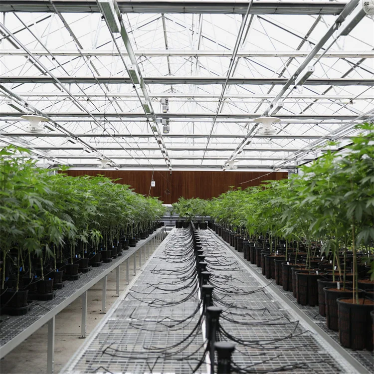 Tempered Glass Venlo Multi-Span Automatic Green House Commercial Hydroponics Glass Greenhouse