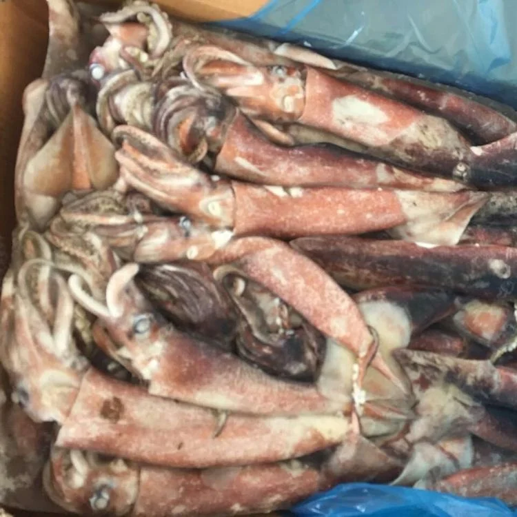 Low price Japanese Squid / Todarodes Pacificus