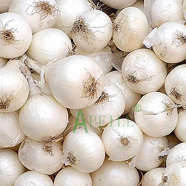 Fresh peeled onions package in vacuum bag keep fresh more than 6 months supply from Yunnan wanhui a manufacturer vegetables