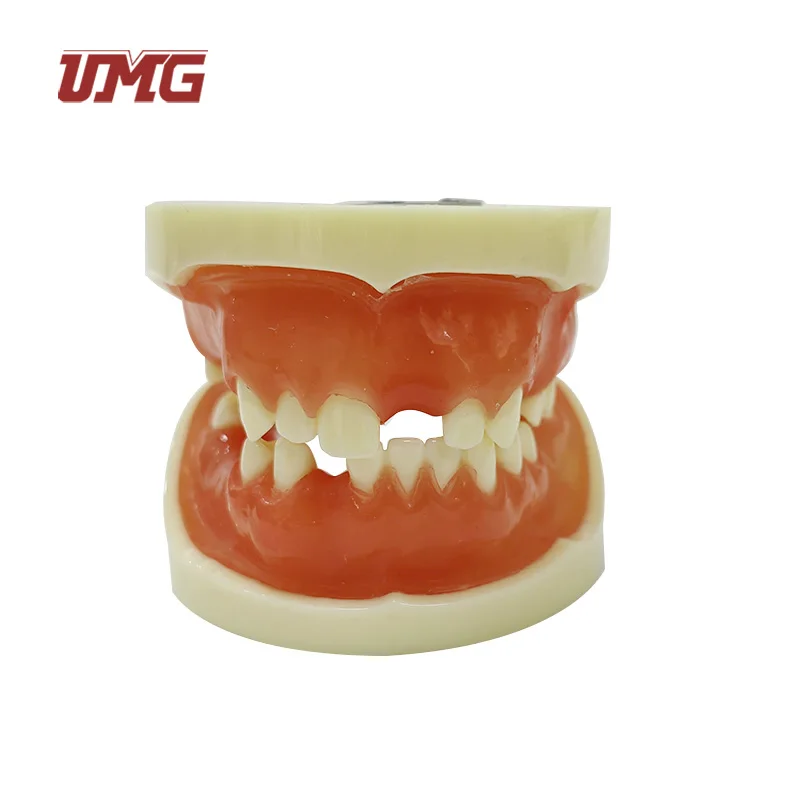 Oral Implant Operation Training Dental Implant Practice Model