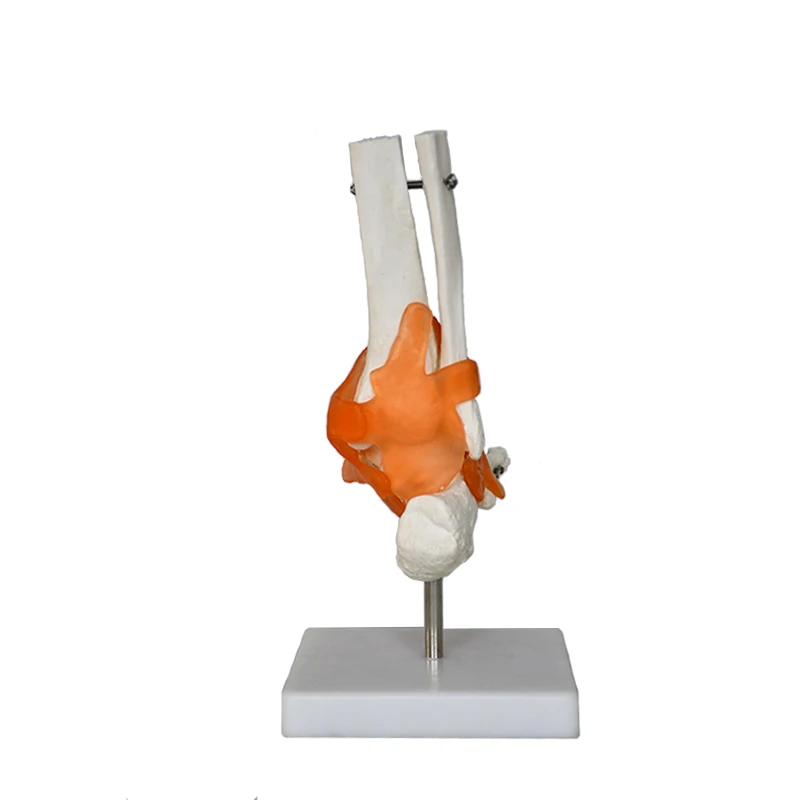 teaching skeleton model PVC bone model Anatomical human   with ligament foot joint model