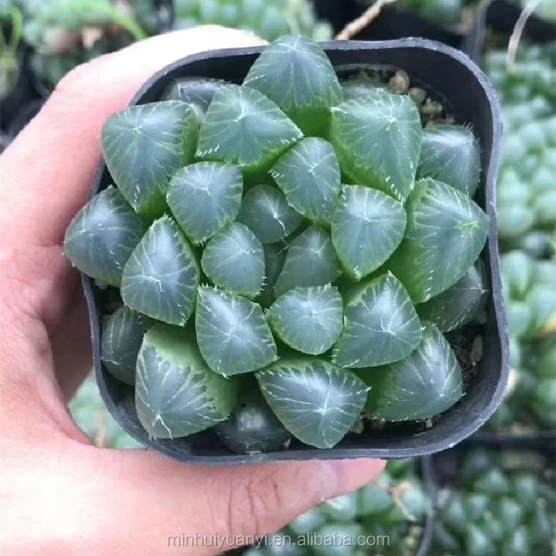 Комнатные растения havorthia retusa