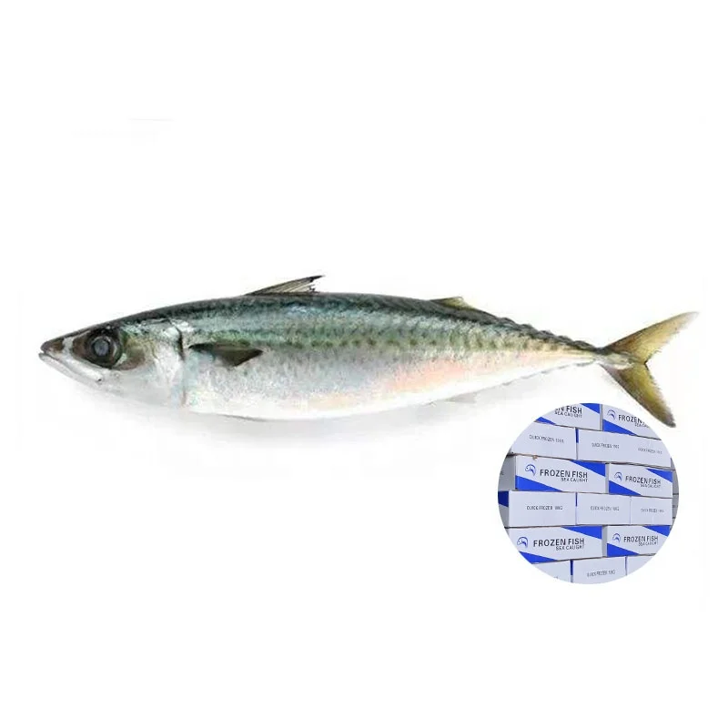 20kg fat nutrition thomson frozen mackerel fish with best price
