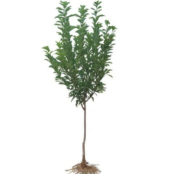 
 Привитое раздельное зеленое желтое красное фиолетовое цветное фруктовое китайское растение сливы  