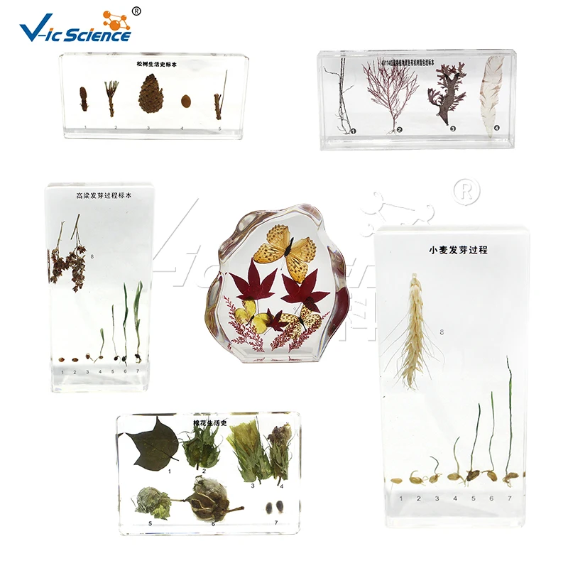 sorghum germination process specimen teaching specimens plant specimen teaching equipment for primary and secondary schools