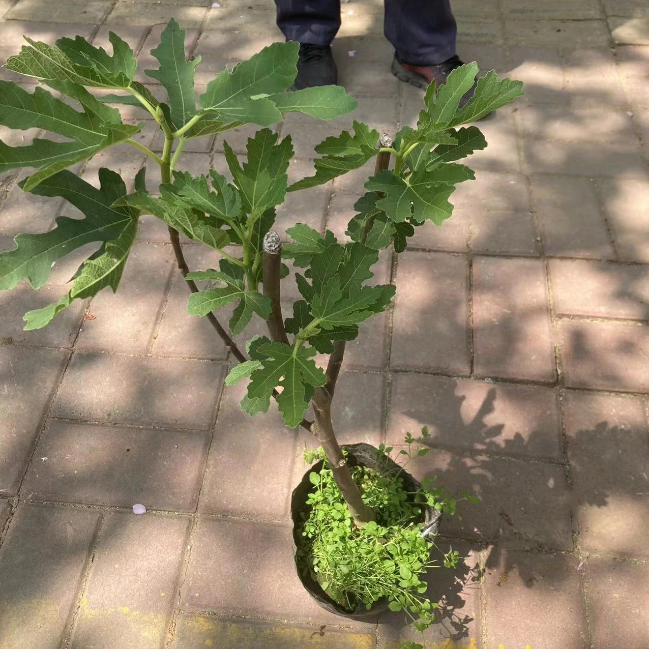 Wholesale Black planting bags Plastic nursery bags Durable Sapling Grow bags with holes