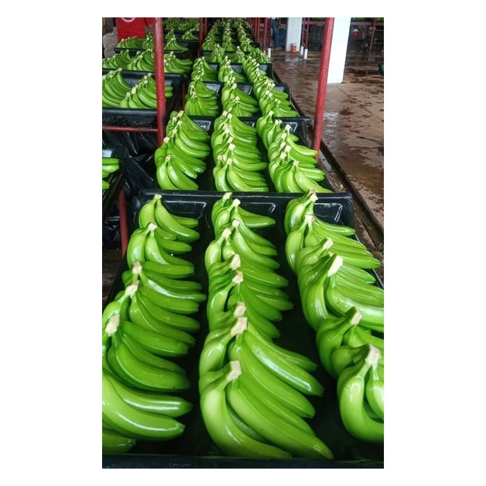 Экспорт свежих фруктов бананов премиум класса-высокое качество, Лучшая цена, непосредственно от производителей в Мексике