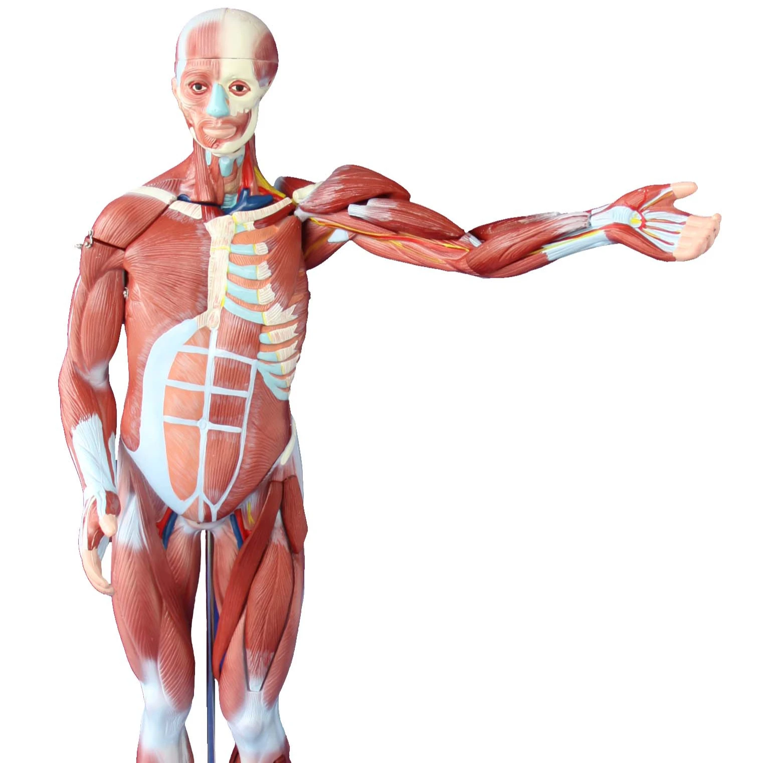 Human Muscle Model, Male, 80cm, 27parts