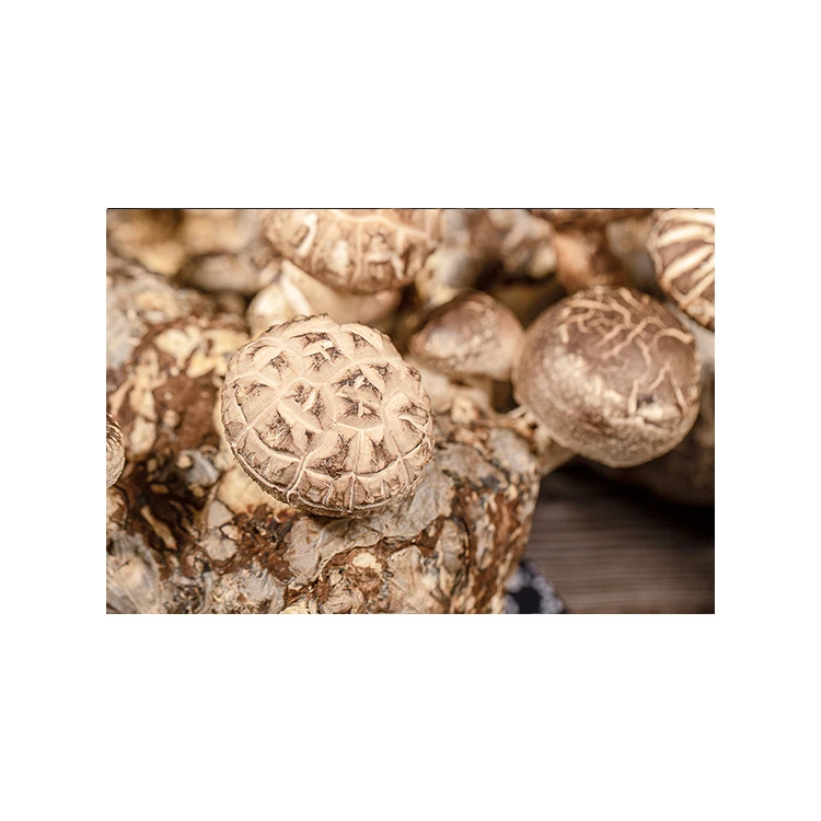 Cheap Wholesale Mixed Ingredients Shiitake Mushroom Spawn Logs