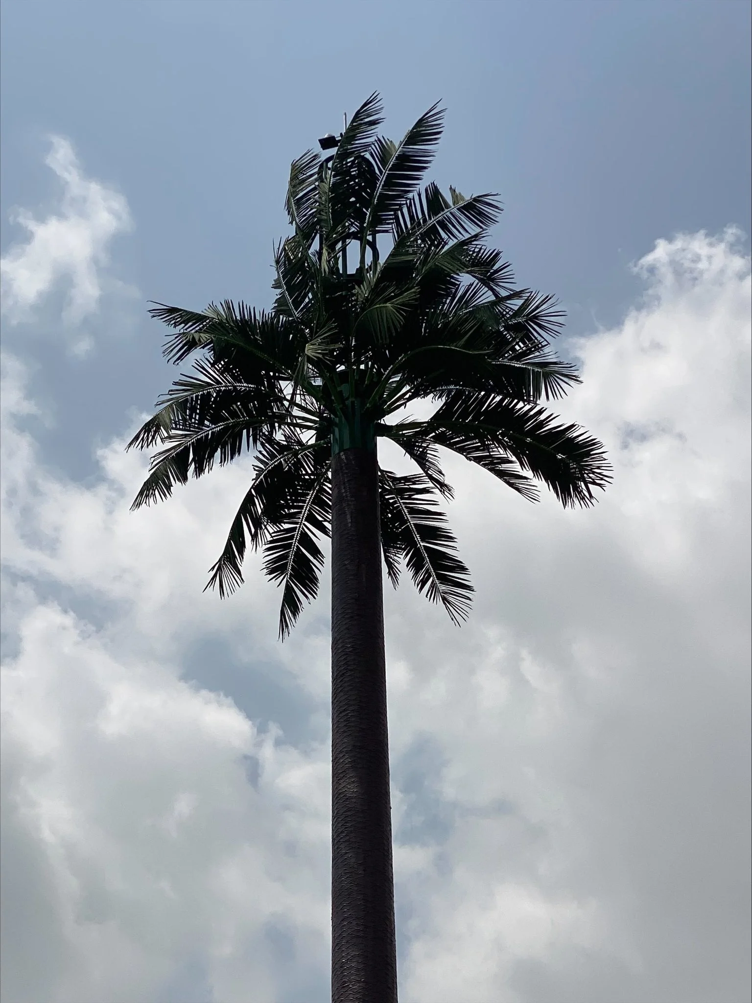 Steel Monopole Camouflage Palm or Pine Tree Telecom Antenna Tower
