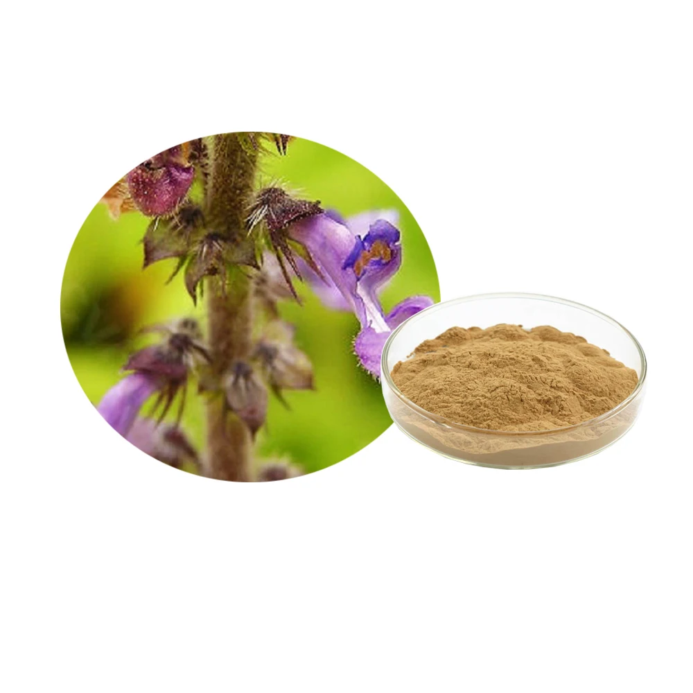 Coleus forskohlii Extract Powder 20%-98% Forskohlin flavones Coleus forskolin Briq.Extract