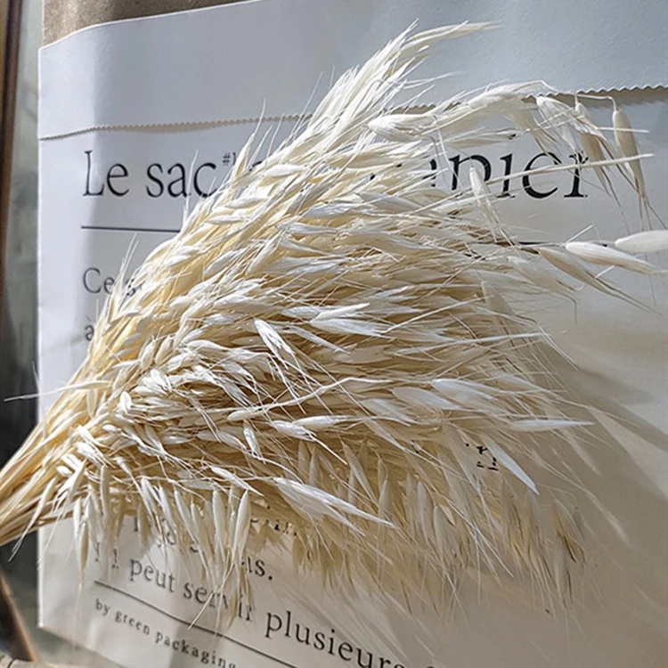 natural plant Oats real Avena Sativa bundle dried decorative flower for vase of house