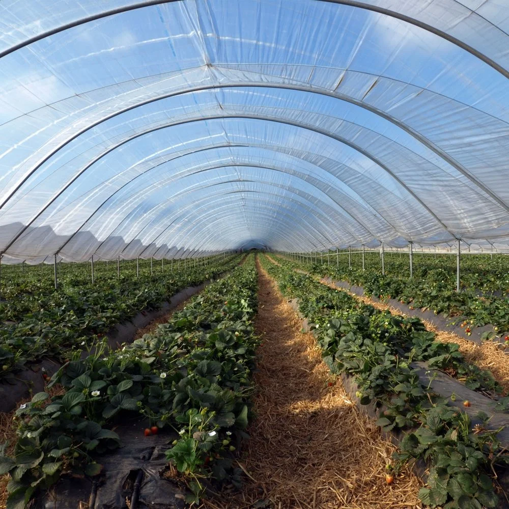 200mic UV resistant agricultural plastic products Sheeting plastics agriculture greenhouse products tunnel greenhouse for sale