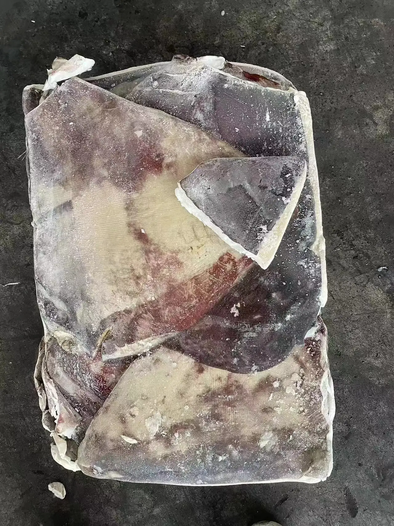 dosidicus gigas wings Peru Squid wings with skin Skin on Peru squid dosidicus gigas  wings With skin