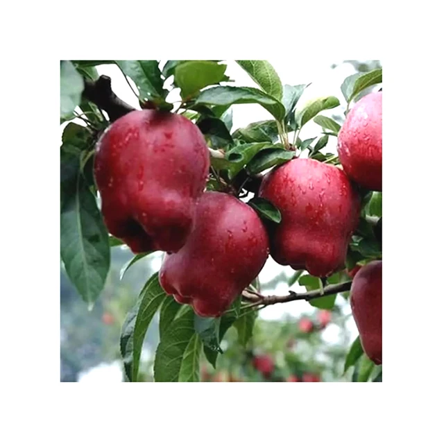 Factory Direct Sale Finely Fleshed Apple Round Shape Fresh Juicy Apple