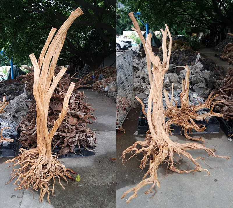 Wholesale Nature Decorative Tropical Rain Forest Tree Large Bonsai Driftwood Tree