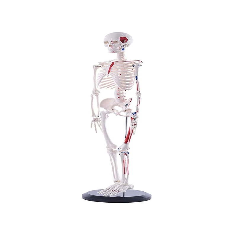 Human Simulation PVC Model Human Skeleton Anatomy Model 180cm With Colored Muscle And Ligament