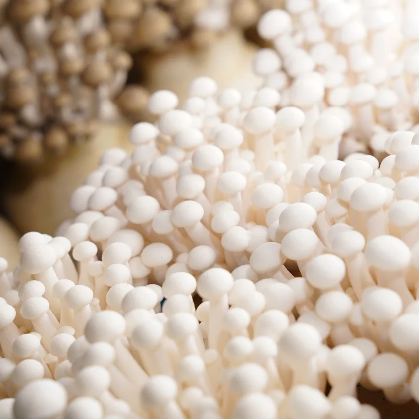 
Hot Sale Prevent Diabetes Commercially Cultivated Mushroom Shiitake Mushroom Fungi 