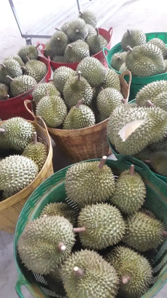 DURIAN RI6 Vietnam In Season 2021