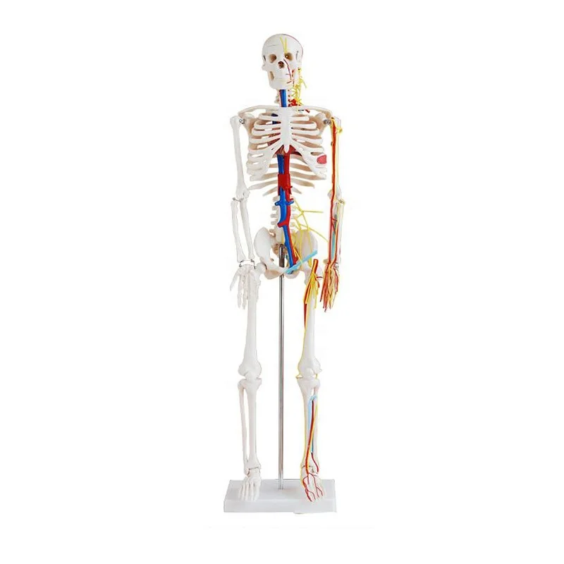 SC-A1005 85cm Human Anatomy Medical Teaching Skeleton Model with Heart and Blood Vessel
