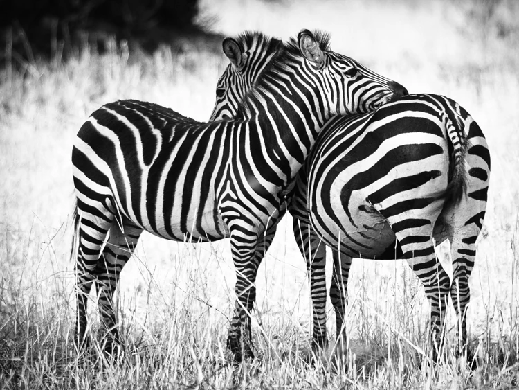 
Animal photographic prints modern art canvas painting and calligraphy Horse eyes zebra cat in curiosity cows 