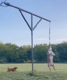 Factory wholesale double sided swivel spring pole  American Bully exercises and workouts