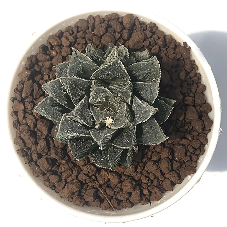 
potted natural hot sale green color succulent plants of x Sedeveria for indoor decoration 
