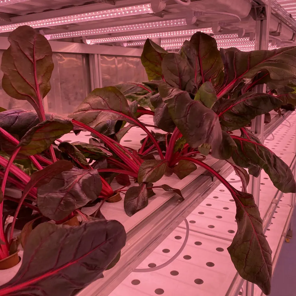 micro-farms container greenhouse farming vegetable hydroponic irrigation system